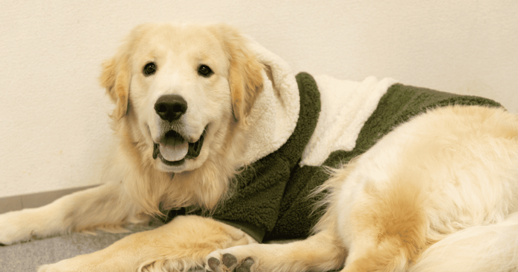 大阪府堺市の老人ホームで働くセラピー犬